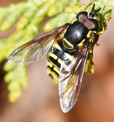 Chrysotoxum intermedium